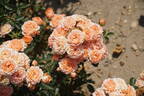 Sweet Wonder rose photo