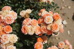 Sweet Wonder rose photo