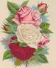 Earl of Dufferin rose photo