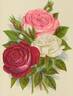 Blanche Moreau rose photo