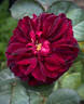 Ivy Mike rose photo