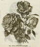 Alfred Colomb rose photo