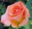 Caribbean ™ rose photo