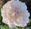 Constance rose photo