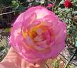 Sweet Delight rose photo