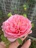 April Love ™ rose photo