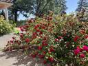 Orfeo rose photo