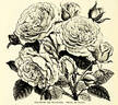 Coquette des Blanches rose photo
