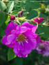 Apples rose photo