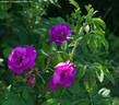 Apples rose photo