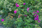 Apples rose photo