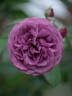 Plum Perfect ™ rose photo
