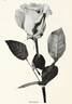 Premier rose photo