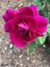 Allegorie rose photo