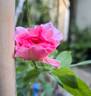 Theo Clevers ™ rose photo