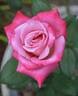 Liz's Charm rose photo