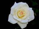 French Lace rose photo