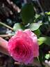 Theo Clevers ™ rose photo