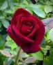 Dark Mirage rose photo