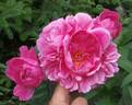 Madame Emile Débatène peony photo