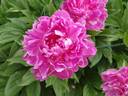 Madame Emile Débatène peony photo
