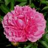 Madame Emile Débatène peony photo