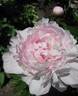 Albert Crousse peony photo