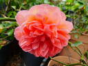 Summer Song rose photo