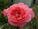 Sommersonne rose photo