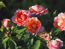 Chantal Ladesou rose photo