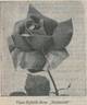 Richmond rose photo