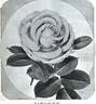 Ben Cant rose photo