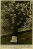 Premier rose photo