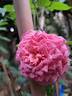 Theo Clevers ™ rose photo