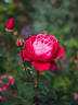 Alexandre Astier rose photo
