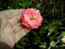 Avandel rose photo