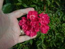 Magic Wand rose photo
