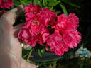 Magic Wand rose photo
