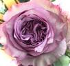 Dolcetto rose photo