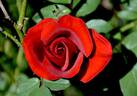 Prince Caspian rose photo