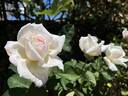 Jardins de Bagatelle® rose photo