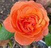 Safari rose photo