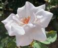 Quicksilver rose photo