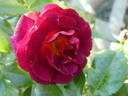 Ile de Fleurs ® rose photo