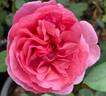 Tahitian Treasure rose photo