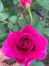 Brindabella Purple Prince rose photo