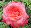 Chic rose photo