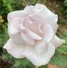 Quicksilver rose photo