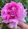 Sheherazade rose photo
