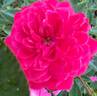 Roxy™ rose photo